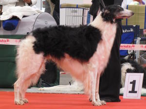 borzoi picture