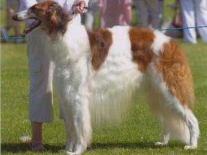 borzoi picture
