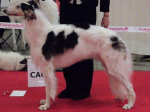 borzoi picture