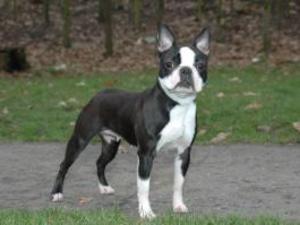 boston-terrier picture