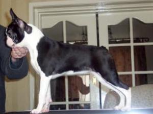 boston-terrier picture