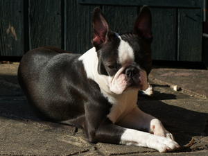 boston-terrier picture