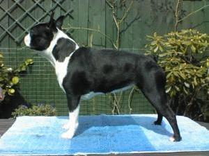 boston-terrier picture
