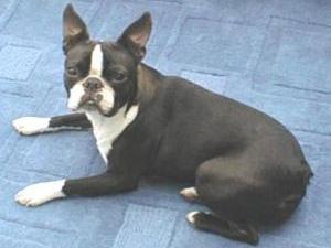 boston-terrier picture