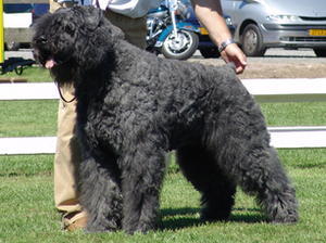 bouvier-des-flandres picture