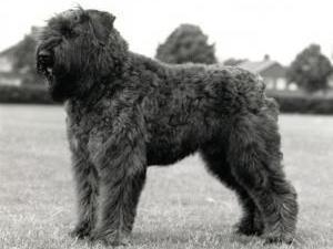 bouvier-des-flandres picture