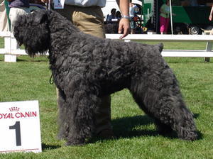 bouvier-des-flandres picture