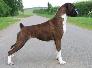 boxer picture