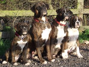 boxer picture