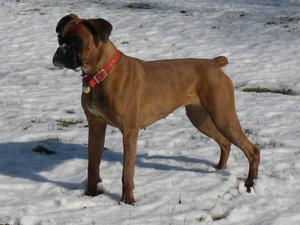 boxer picture