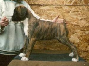 boxer picture