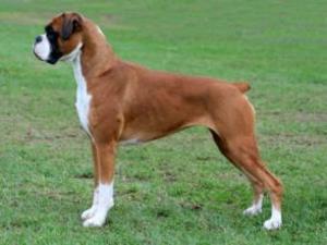 boxer picture