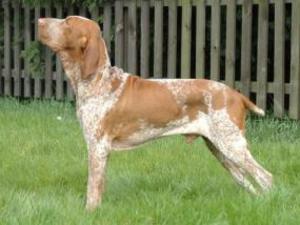 Bracco Italiano picture