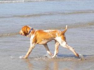 bracco-italiano picture