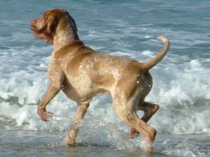 bracco-italiano picture