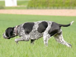 Braque D'Auvergne picture