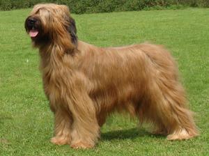 briard picture