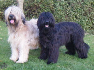 briard picture