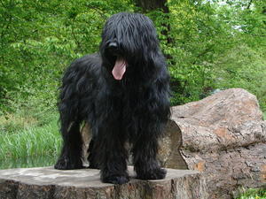 briard picture