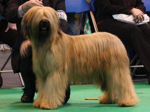 briard picture