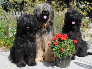 briard picture