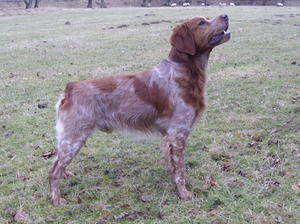 brittany picture