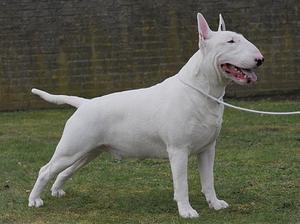 bull-terrier picture