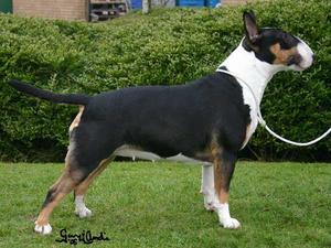 bull-terrier picture