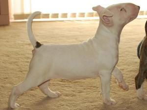 bull-terrier picture