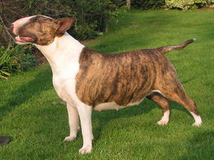 bull-terrier picture