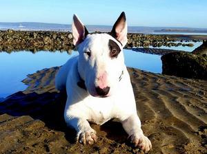 bull-terrier picture