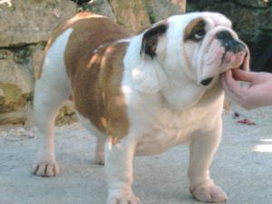 bulldog picture