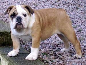 bulldog picture