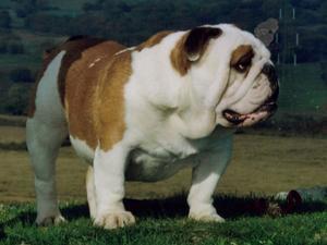 bulldog picture
