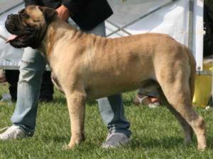 bullmastiff picture