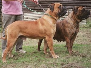 bullmastiff picture
