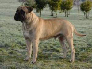 bullmastiff picture