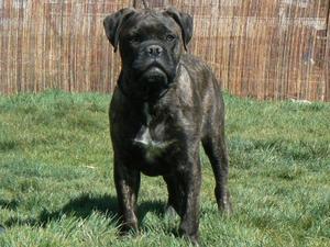 bullmastiff picture