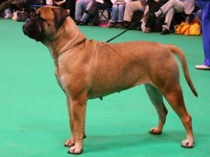 bullmastiff picture