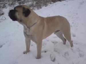 bullmastiff picture