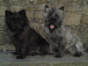 cairn-terrier picture
