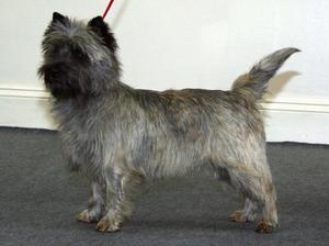 cairn-terrier picture