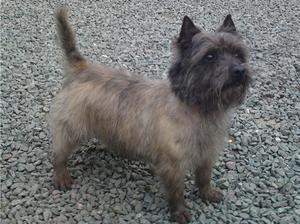 cairn-terrier picture