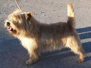 cairn-terrier picture