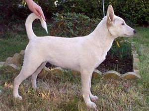 canaan-dog picture