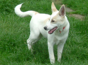 canaan-dog picture