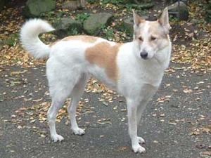 canaan-dog picture