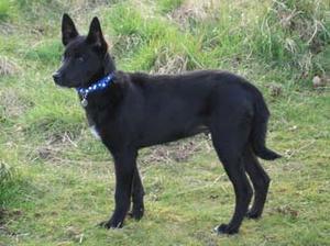 canaan-dog picture