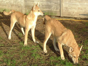 canaan-dog picture