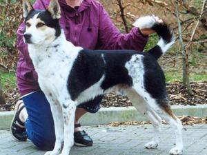 canaan-dog picture